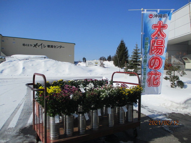 青森花卉 2021年度 太陽の花 展示